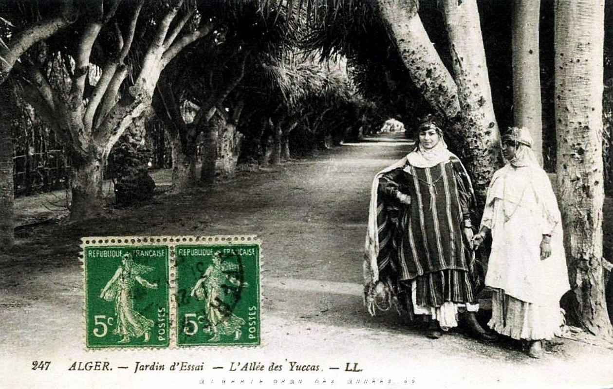Alger - Jardin d'essai - Allee des Yucas.jpg